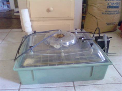 marsh rolex incubator|marsh roll x egg incubator.